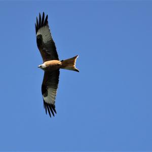 Red Kite