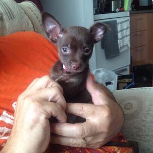 Unknown Breed