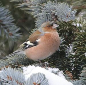 Eurasian Chaffinch