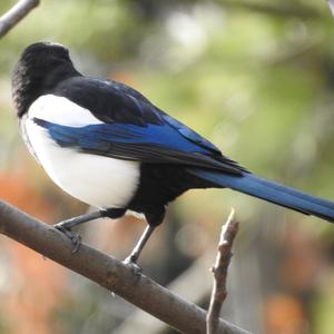 Black-billed Magpie