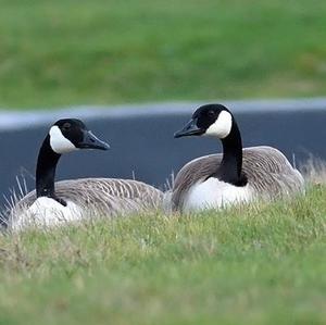 Canada Goose