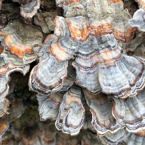 Turkey-tail