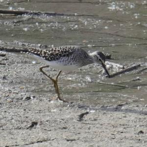 Wood Sandpiper