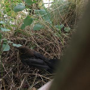 Unknown Species