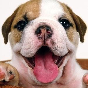 Englische Bulldogge