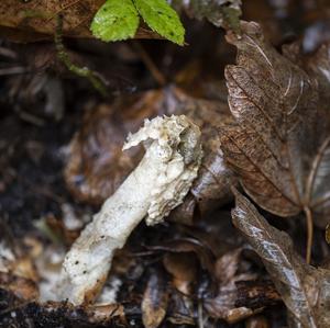 Stinkhorn, Common