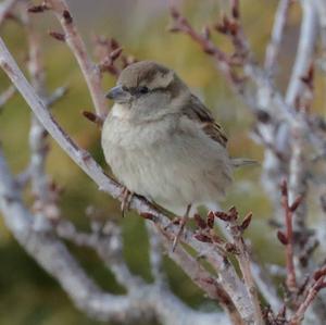 House Sparrow