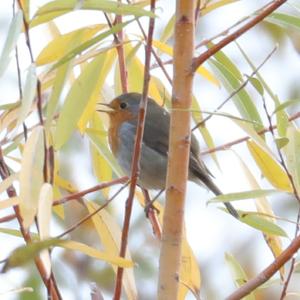 European Robin