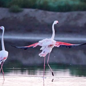 Greater Flamingo