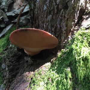 Beefsteak Polypore