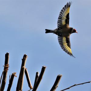 European Goldfinch