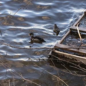 Wood Duck