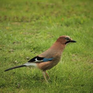 Eurasian Jay