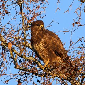 Mäusebussard