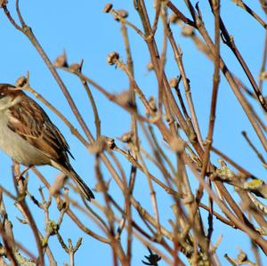 House Sparrow