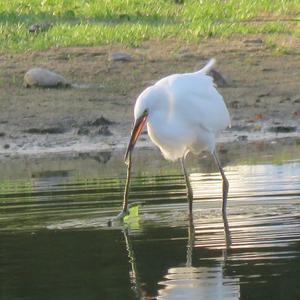 Little Egret