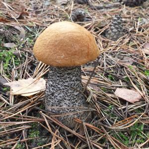 Orange Birch Bolete