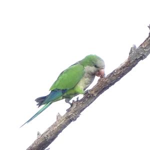 Monk Parakeet