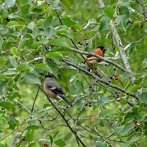 Eurasian Bullfinch