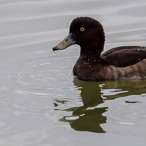 Tufted Duck