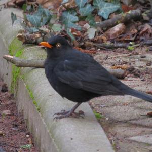 Eurasian Blackbird