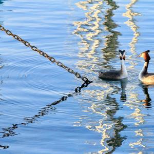 Great Crested Grebe