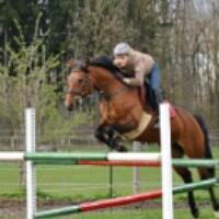 German Riding Pony