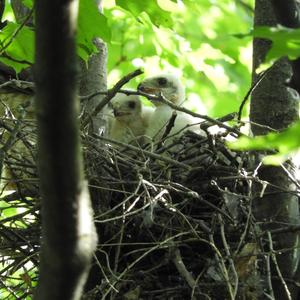 Cooper's Hawk