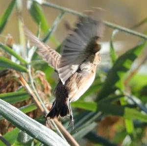 Whinchat