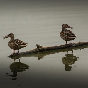 Northern Shoveler