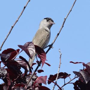 Blackcap