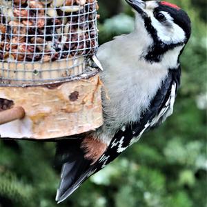 Great Spotted Woodpecker