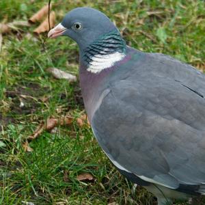 Common Wood-pigeon