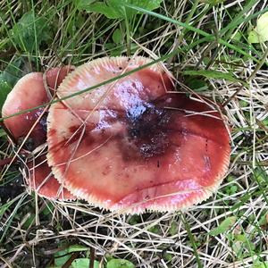 Bare-toothed Russula