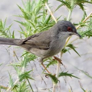 Sardinian Warbler