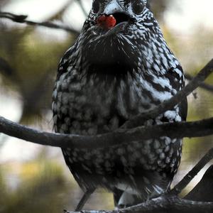 Spotted Nutcracker