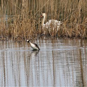 Great Crested Grebe