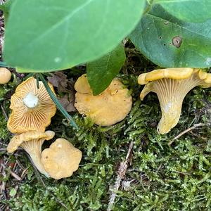 Chanterelle, Common