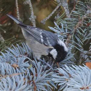 Coal Tit