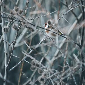 European Goldfinch