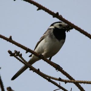 White Wagtail