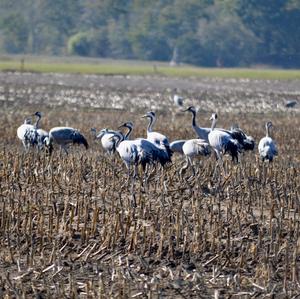 Common Crane