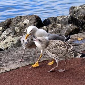 Yellow-legged Gull