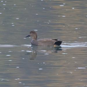 Gadwall