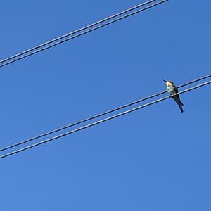 European Bee-eater