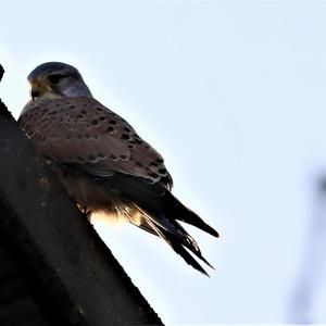 Common Kestrel