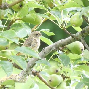 Black Redstart