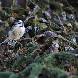 Blue Tit