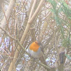 European Robin