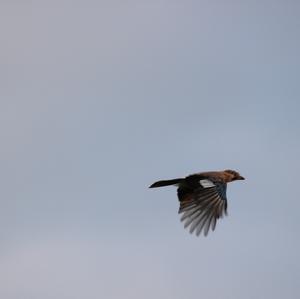 Eurasian Jay